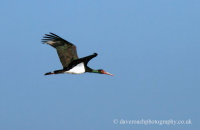 Black Stork (Ciconia nigra)