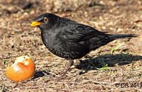 Blackbird enjoying an apple (Turdus merula)