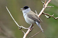 Blackcap singing (Sylvia atricapilla) 1
