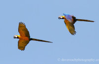 Blue-and-yellow Macaws (Ara ararauna)
