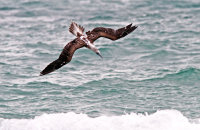 Blue-footed Booby fishing in the surf (Sula nebouxii excisa)