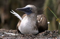 Blue-footed Booby (Sula nebouxii excisa) (1)