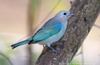 Blue-gray Tanager (Thraupis episcopus)