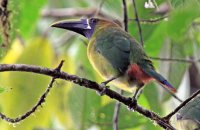 Blue-throated Toucanet (Aulacorynchus caeruleogularis) 1