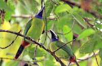Blue-throated Toucanets (Aulacorynchus caeruleogularis) 2