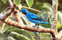 Blue Cotinga (Cotinga nattererii) male