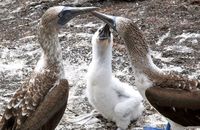 Blue footed Booby family at Los Tuneles, Isabela (Sula nebouxii excisa) (2)