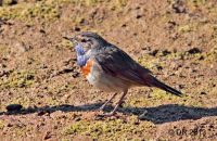 Bluethroat (Luscinia svecica) 1