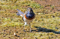 Bluethroat (Luscinia svecica) 2