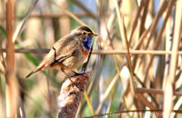 Bluethroat (Luscinia svecica) in a reedbed