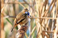 Bluethroat (Luscinia svecica) in a reedbed