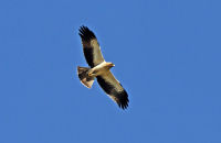 Booted Eagle ((Hieraaetus pennatus)