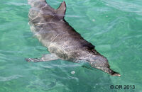 Bottlenose Dolphin (Tursiops truncatus) (1)