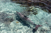 Bottlenose Dolphin (Tursiops truncatus) (2)