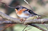 Brambling (Fringilla montifringilla)