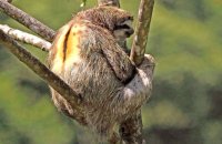 Brown-throated Three-toed Sloth (Bradypus variegatus) 1