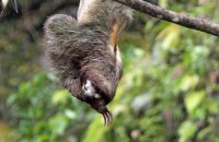 Brown-throated Three-toed Sloth (Bradypus variegatus) 2