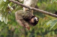 Brown-throated Three-toed Sloth (Bradypus variegatus) 3