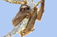 Brown-throated Three-toed Sloth (Bradypus variegatus) 4