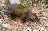 Brown Agouti (Dasyprocta variegata)
