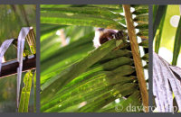Brown Capuchins (Cebus apella)