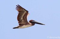 Brown Pelican (Pelicanus occidentalis)