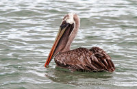 Brown Pelican (Pelicanus occidentalis urinator) (3)