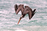 Brown Pelican (Pelicanus occidentalis urinator) (4) Diving just-off shore