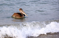 Brown Pelican (Pelicanus occidentalis urinator) (1) fishing in the surf around the dock at Puerto Villamil.
