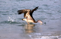 Got one...! Brown Pelican (Pelicanus occidentalis urinator) (2)