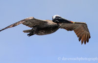 Brown Pelican (Pelicanus occidentalis urinator)
