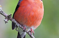 Bullfinch (Pyrrhula pyrrhula)