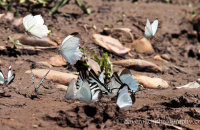 Butterflies gathering on the riverbank
