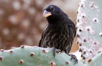 Cactus Ground Finch (Geospiza scandens)