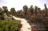 Cactus forest at Tortuga Bay, Santa Cruz.