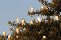 Cattle Egret roost (Bubulcus ibis) 2