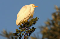 Cattle Egret (Bubulcus ibis) 1