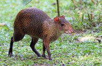 Central American Agouti (Dasyprocta punctata)