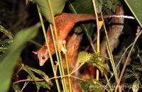 Central American Woolly Opossum (Caluromys derbianus)