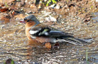 Chaffinch (Fringilla coelebs)