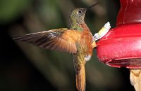 Chestnut-breasted Coronet (Boissonneaua mathewsii)