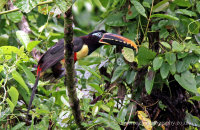 Chestnut-eared Aracari (Pteroglossus castanotis)