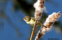 (Common) Chiffchaff (Phylloscopus collybita) 1