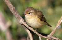 (Common) Chiffchaff (Phylloscopus collybita) 2