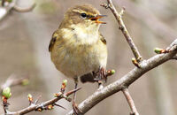 Chiffchaff singing (Phylloscopus collybita)