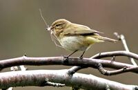 Chiffchaff with nest material (Phylloscopus collybita)