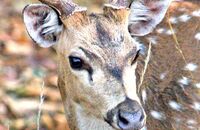 Chital or Spotted Deer (Axis axis) 4