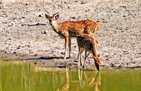 Chital or Spotted Deer (Axis axis) 2
