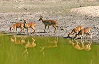 Chital or Spotted Deer (Axis axis) 3