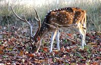 Chital or Spotted Deer (Axis axis) 1